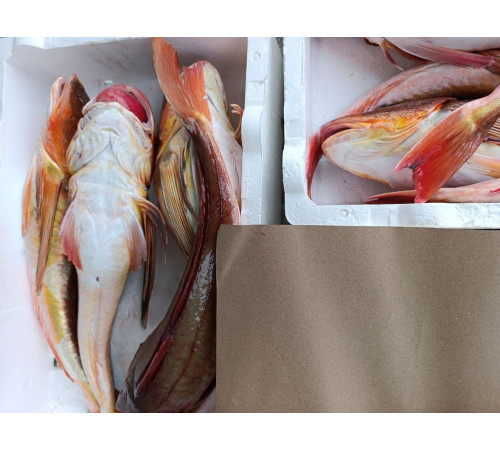 Тригла, морський півень, тушки 1-2 кг