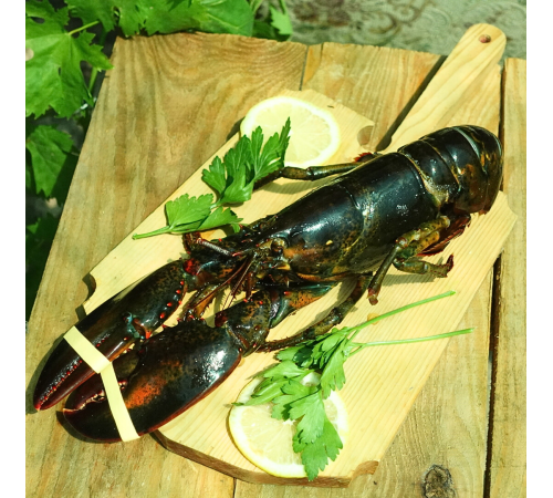 Лобстер (омар) свіжоморожений, 400 - 1300 грам/шт (ціна за 1кг)