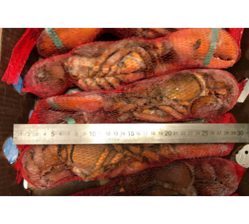 Лобстер (омар) свіжоморожений, 400 - 1300 грам/шт (ціна за 1кг)