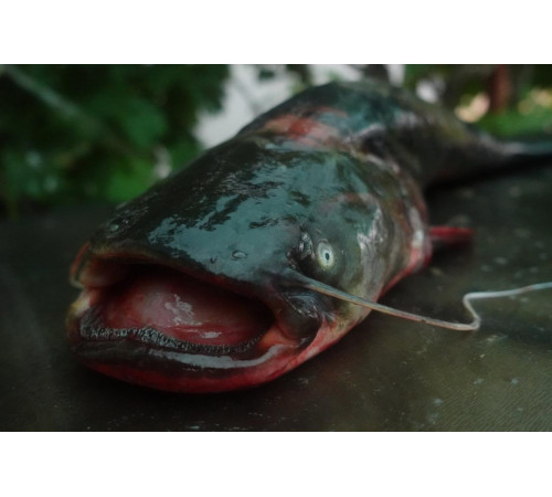 Суповий набір із сома свіжоморожений (вкуумний пакет +-1кг)