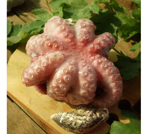 Восьминіг цілий, ваговий 1,0-1,5кг, ціна за 1кг