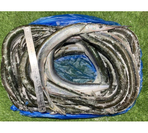 Сарган балтийский крупный, свежемороженый, 60см+ (2-3штуки/1кг)