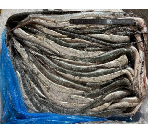 Сарган балтийский крупный, свежемороженый, 60см+ (2-3штуки/1кг)