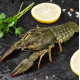 Раки охлажденные Мега-крупные до 10 шт/кг (110+ грамм/штука)