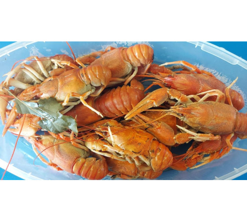 Раки варені морожені 500грам (лодочка) з Вилкове до 17шт/упак