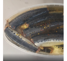 Івасі в олії (лодка - 1,3кг)