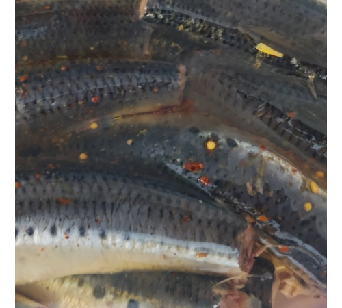 Івасі в олії (лодка - 1,3кг)